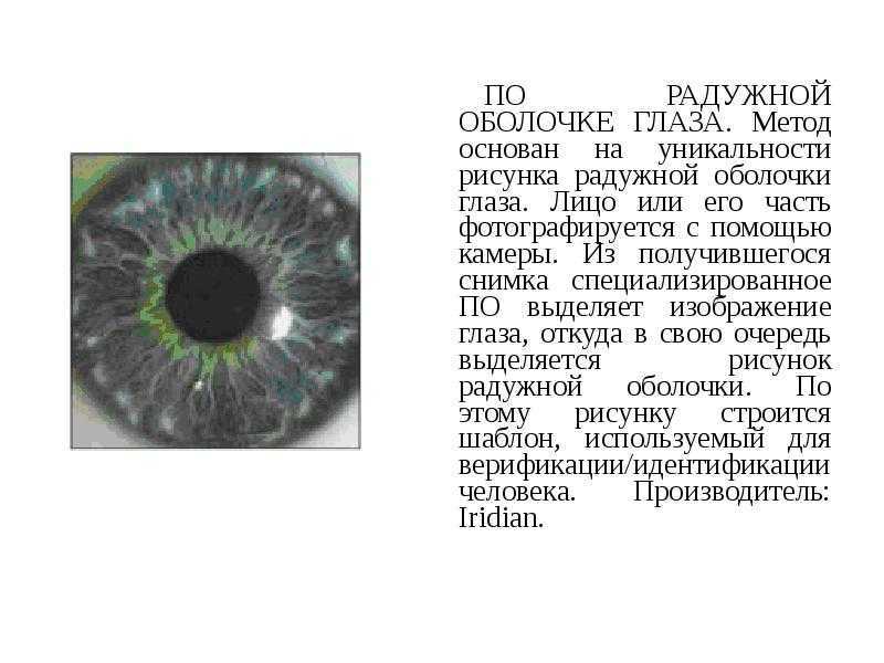 Иридодиагностика радужной оболочки глаза. Биометрия Радужки глаза. Строение радужной оболочки.