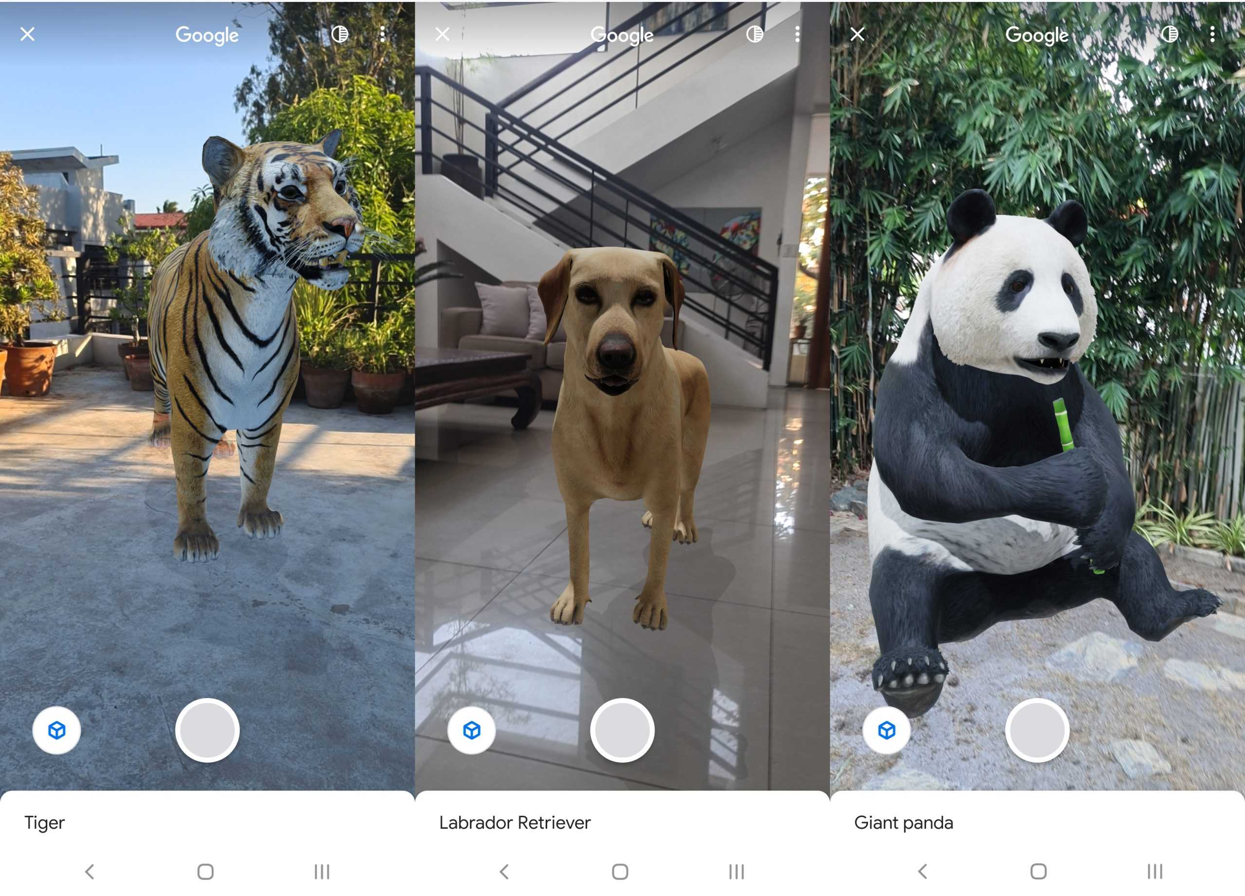 Животные в реальности. 3 Д животные Google. Дополненная реальность животные. 3д животные гугл андроид. 3d животные на камере андроид.